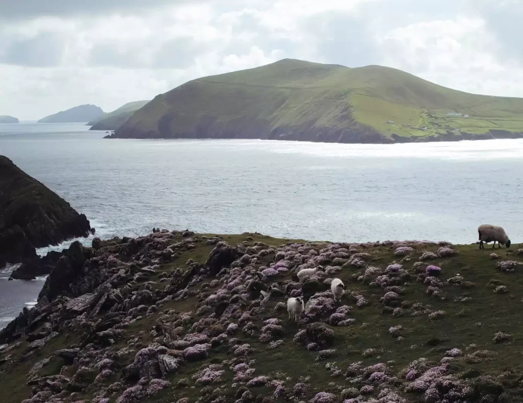 Olivia Buckley International, Wonderful World of Creativity, Luxury Weddings Ireland, Wedding Film, Wedding Videographer, Dreamcatcher Productions, Destination Weddings